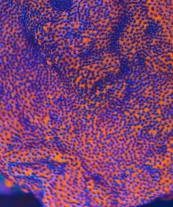 Mystic Sunset Montipora (Row #31:B)