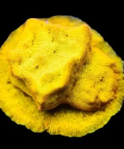Tangerine Juice Leptoseris Frag (Row #34:B)