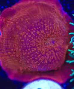 Small iron man mushroom frag (Row #35)