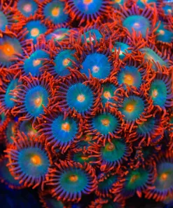 Gatorade Zoanthid Frag (Row #4)