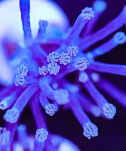 Cespitularia Coral Frag (Row #40)