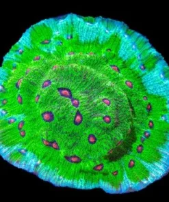 Large Avatar Chalice Frag (Row #42) *Free Shipping ! Minimum $249 livestock spend*