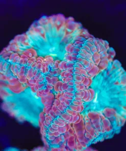 Unique Blastomussa Frag (Row #43:B)