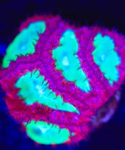Unique Blastomussa Frag (Row #45)
