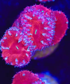 Unique Blastomussa Frag (Row #47:B)