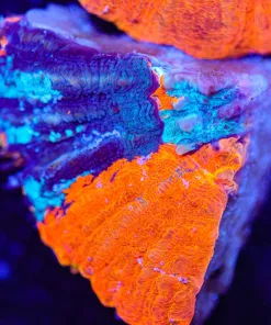 War Paint Scoly Frag (Row #52:B)