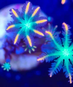 Firework Clove Polyps (Row #52:B)