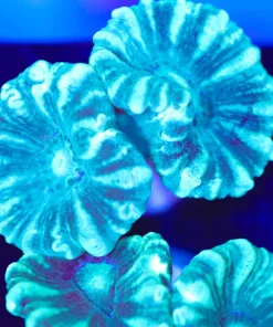 XL Teal Trumpet Coral Frag (Row #54)