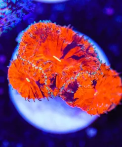 Black Cherry Blastomussa Frag (Row #55:B)