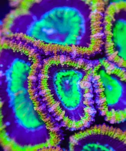 Ultra Pharo's Acan Frag (Row #56)