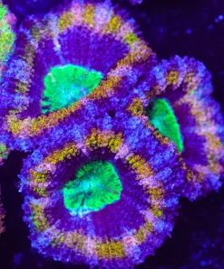 Golden Purple Goblin Acan Frag (Row #57:B)