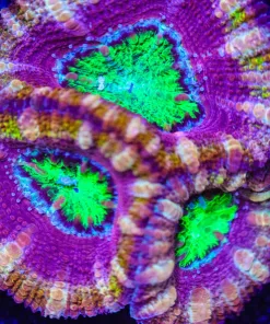 Mind Bender Acan Frag (Row #58)