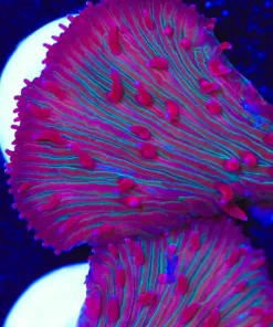 Diaseris Plate Coral Frag (Row #59)