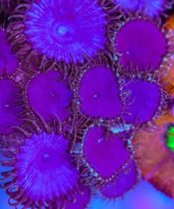 Huge Purple Death Zoa Frag (Row #60:B)