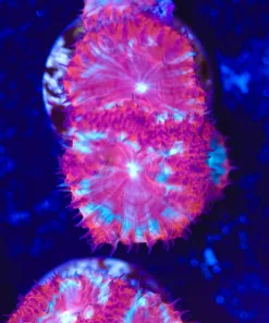 Cherry Pie Blastomussa Frag (Row #60:B)