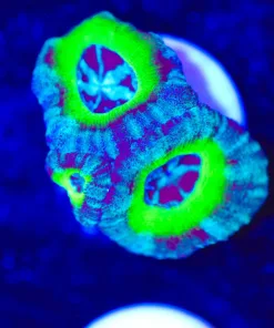 Donatello Acan Frag (Row #61:B)