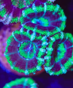 Warcraft Acan Frag (Row #62)