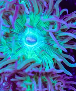 Duncan Coral Frag (Row #65)