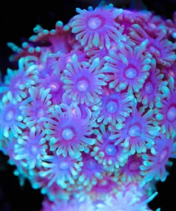 Two Tone Gonipora Frag (Row #68)