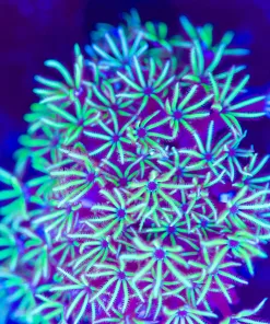 Pipe Organ Coral Frag (Row #71)