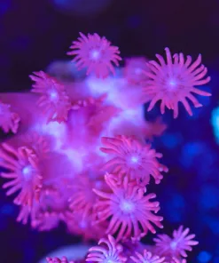 Pink Flowerpot Coral Frag (Row #74)