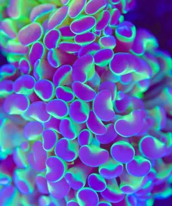 Tri Color Hammer Coral Frag (Row #82:B)