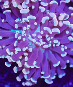 Hybrid Frogspawn x Hammer Purple / Orange (Row #83)