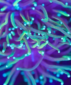 Torch Coral Large Frag (Row #83)