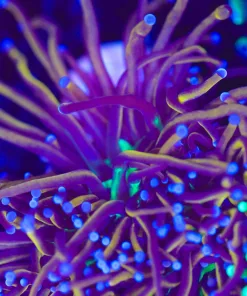 Golden Torch Coral (Row #84:B)