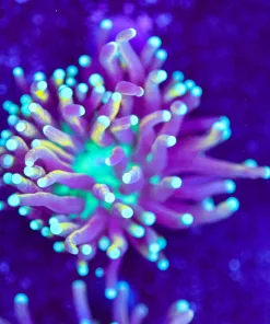Tri Color Torch Coral Frag (Row #85:B)
