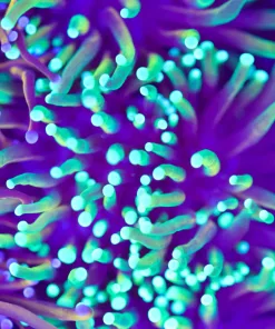 Torch Coral Frag (Row #85:B)