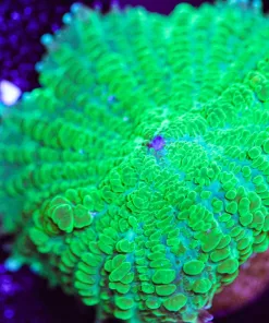 Green Machine Mushroom Frag (Row #88)