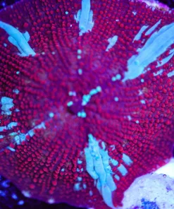 Red Riding Hood Mushroom Frag (Row #89:B)