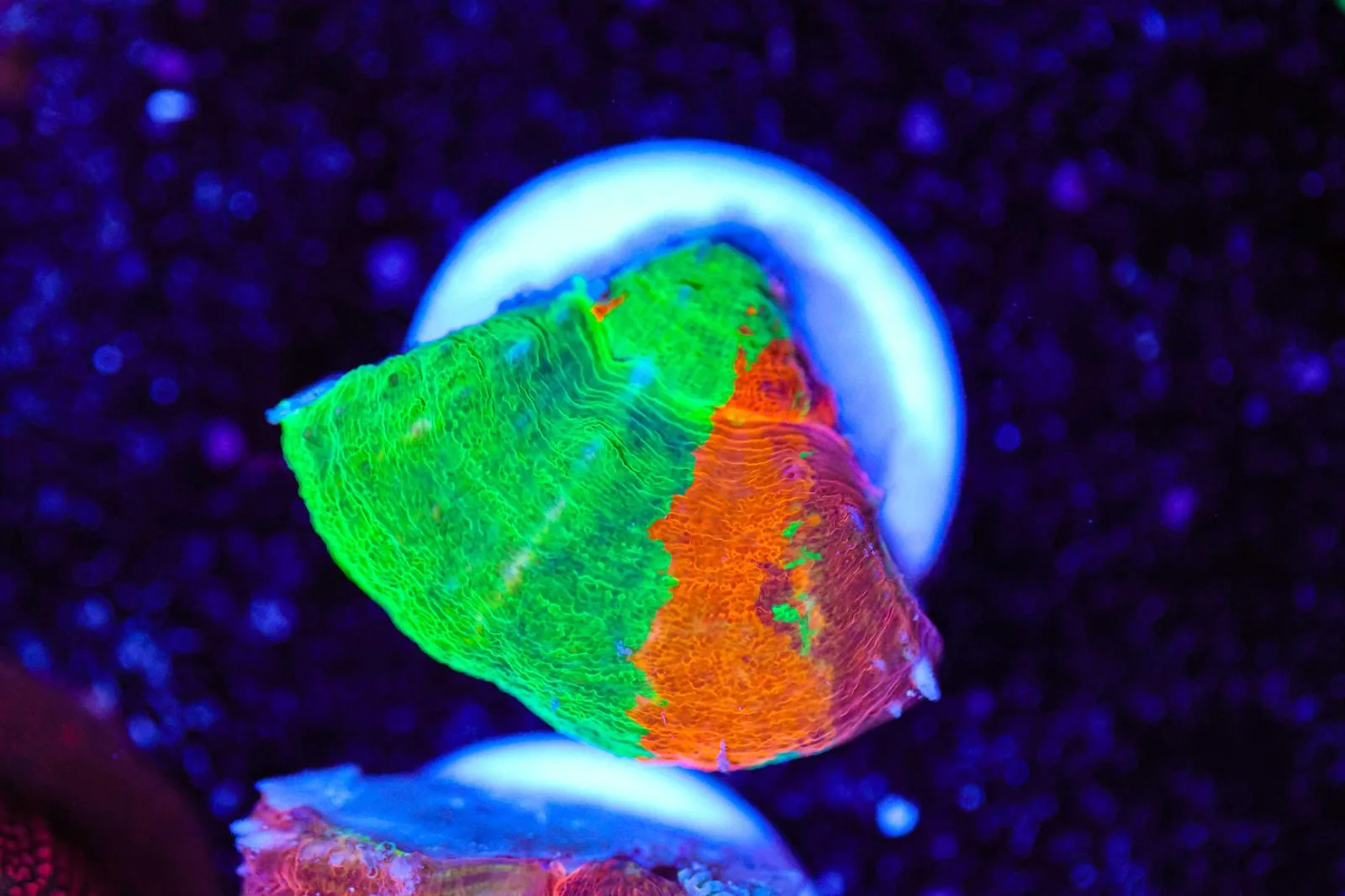 Bleeding Apple Scoly Frag (Row #90:B)