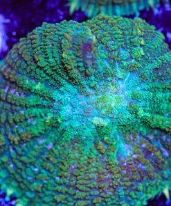 XXL Rhodactis Mushroom (Row #93)