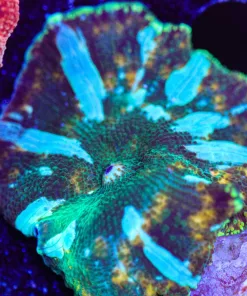 Green Lightning Mushroom Frag (Row #93:B) *Free Shipping ! Minimum $249 livestock spend*