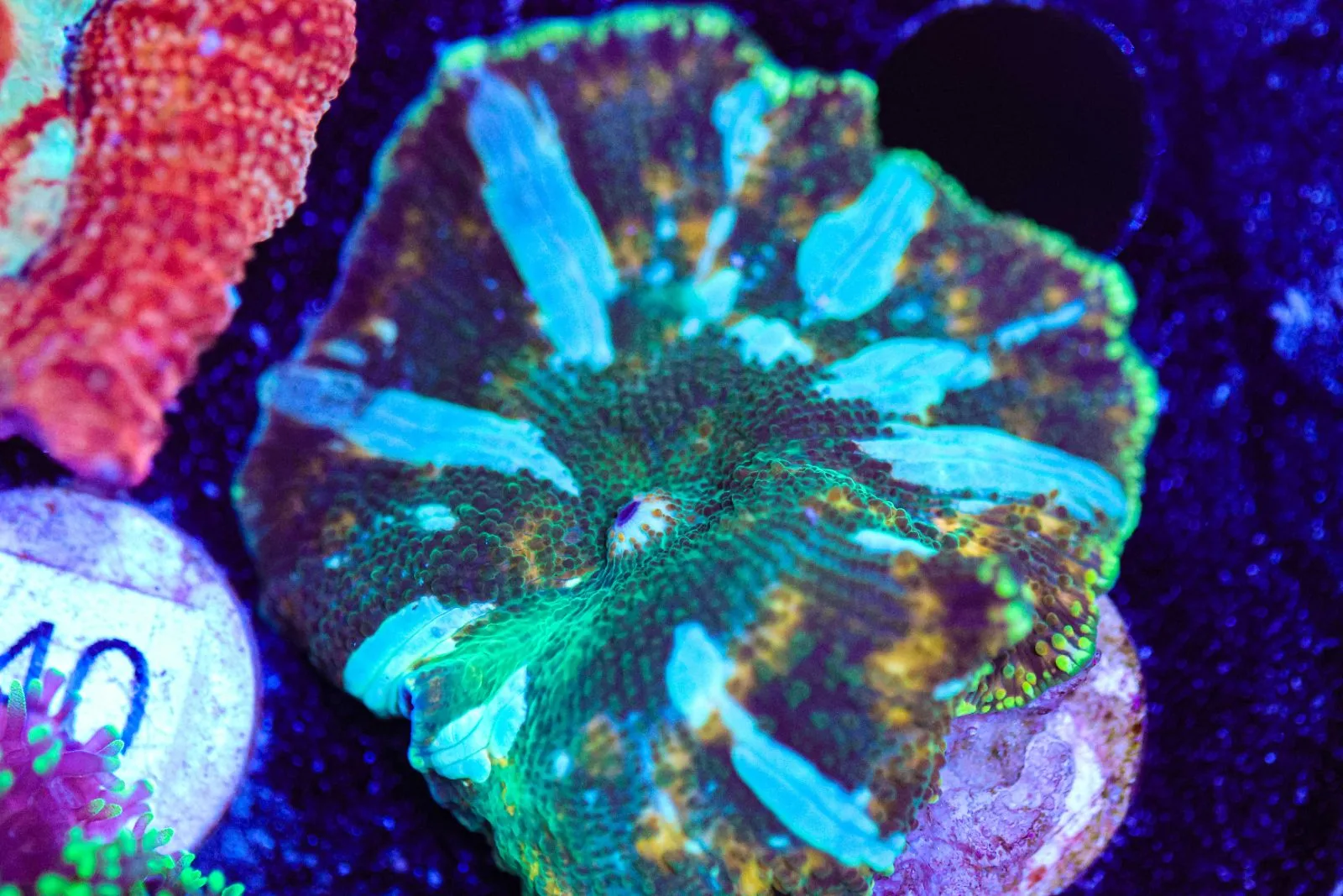 Green Lightning Mushroom Frag (Row #93:B) *Free Shipping ! Minimum $249 livestock spend*