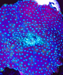 Blue Interstellar Discosoma Mushroom (Row #96:B)