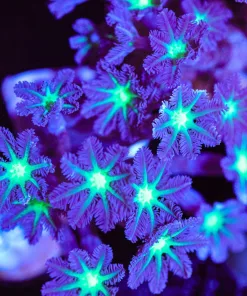 XXL Purple Clove Polyp Frag (Row #98) *Free Shipping ! Minimum $249 livestock spend*