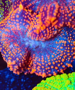 Flamethrower Mushrom Coral (Row #98:B)