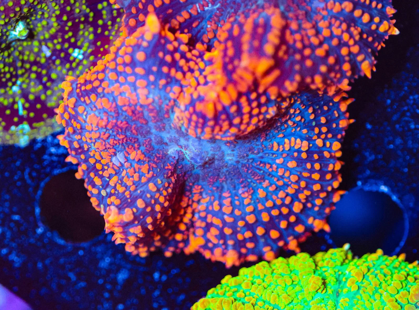 Flamethrower Mushrom Coral (Row #98:B)