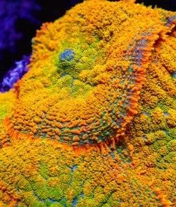 Ultra Ctrius Mushroom *bright* (Row #99:B)