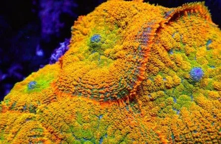 Ultra Ctrius Mushroom *bright* (Row #99:B)