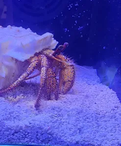 Wysiwyg XL Massive Hermit Crab