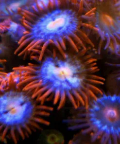 Small Fire N Ice Zoanthid Frag (T3 S10)