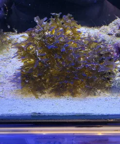 Blue Hue Tongue Algae - Blueish hue from top down ( Inv R2-B4)