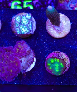 Wysiwyg Small 8 Piece Frag Pack *Max 1 frag per order* (FP1)