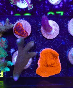 Wysiwyg SMall SPS Beginner Hard Coral 8 Piece Frag Pack *Max 1 frag per order* (FP2)