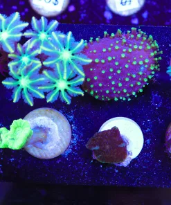 Wysiwyg SMall 8 Piece Frag Pack *Max 1 frag per order* (FP4)