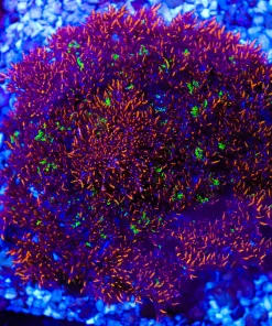 Hellfire Anemone